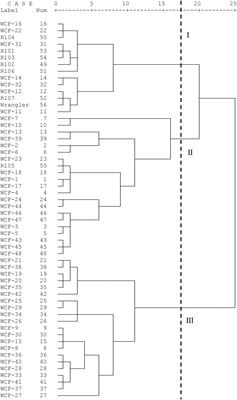 Diversity analysis of agronomic and nutritional traits of hybrid offspring of forage bermudagrass